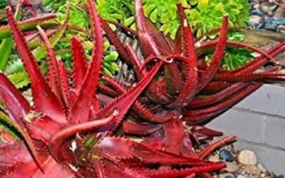 Red Aloe Vera Farming ред рд▓рд╛рд▓ рдХреЛрд░рдлрдбреАрдЪреА рд▓рд╛рдЧрд╡рдб рдХрд░реВрди рд╢реЗрддрдХрд░реА рдЕрдиреЗрдХ рдкрдЯреАрдВрдиреА рдирдлрд╛ рдорд┐рд│рд╡реВ рд╢рдХрддрд╛рдд, рдкреНрд░рдЧрдд рдЬрд╛рддреА рдЖрдгрд┐ рд╢реЗрддреАрдЪреА рдкрджреНрдзрдд рдЬрд╛рдгреВрди рдШреНрдпрд╛